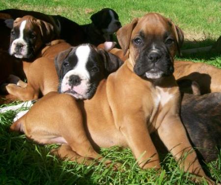 chiots de Vicky et roy